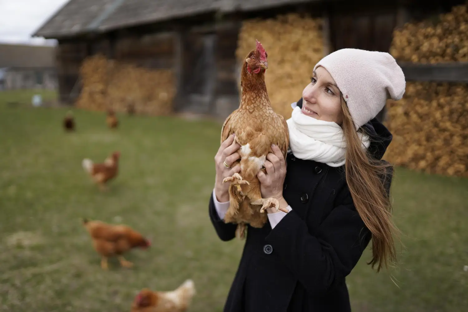 Cum sa ingrijesti gainile ouatoare toamna pentru a mentine productia de oua constanta - Acasă
