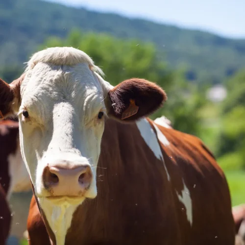 Bovine