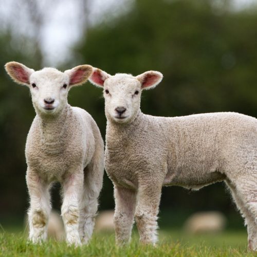Ovine