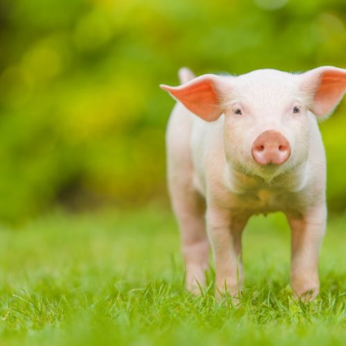 Porci
